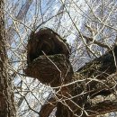 나무와 돌 이미지