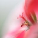 노을향기 이미지