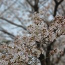 인간의 딜레마 | 4월 일기 / 필라테스 딜레마 / ai로 궁합 봤는데 고양이 얘기만 나온 이야기 / 내가 사랑하는 장발남들...