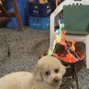 뭉클하우스 펜션 | [가평 뭉클하우스] 애견동반 펜션 후기