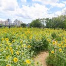 해바라기 이미지