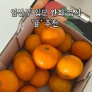 해풍달 | 임산부 입덧 완화 '귤' 추천 : 한달간 3박스 먹은 귤 순위 후기 (귤탐/온브릭스/해풍맞은올레길)