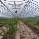 가치마루농장 이미지