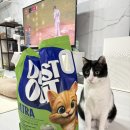 [고양이모래] 이름처럼 먼지없는 쉬즈곤 먼지아웃 울트라 벤토나이트의 남매냥들 후기!