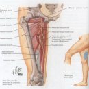 1. Scoliosis and Pelvic Tortion Type 요추신경 폐색 이미지