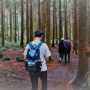 제주은갈치 이미지