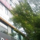 매스커피칠곡3지구