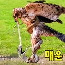 한뱀이 네이버블로그
