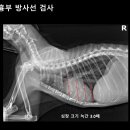 녹양돌봄동물병원 이미지