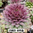 G0173 이미지