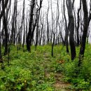 사촌리2 취입보 1 | [후기] 산불은 지구의 문제가 아니라 인간의 문제였다