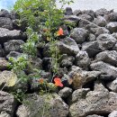 샤인히얼60 이미지