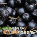 아로니아 이미지