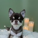 멍블리 펫 이미지