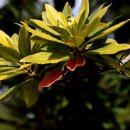 대왕수천 이미지