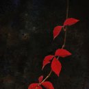 돌배나무 민박 이미지