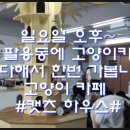 캣츠하우스 티스토리