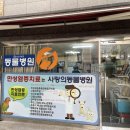 동수사랑동물병원 | 서울 양재 고양이 무마취 스케일링, 사랑의동물병원 방문 후기