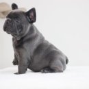 넥서스켄넬 이미지