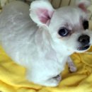 강아지실종신고, 인천시 부평구 갈산동 대동2차아파트 201동에서 실종된 말티즈 강아지를 찾습니다! 이미지