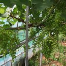 이안농장 이미지