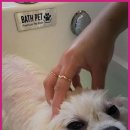 (주)위드독 이미지