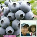 행복한블루베리 이미지