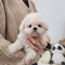 나눔펫 책임분양소 강아지분양 김포점 이미지