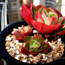 크라우스 이미지