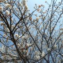 일운초등학교구조라분교장 이미지