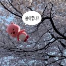 벚꽃약국 | 시골쥐의 상경 벚꽃편:주말 체험판