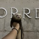 오르디(ORRD) 이미지