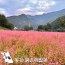 GS25 영월동강점 | 10월 강원도 축제 영월 아이와 가볼만한곳 동강 붉은메밀꽃 위치