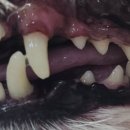 포곡동물병원 이미지