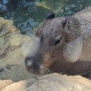 뿌빠노래타운 이미지