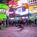뉴욕뉴욕(New York New York) 이미지