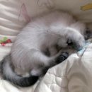 (브리티시숏헤어) 고양이를 찾습니다. 인천시 부평구 청천동 동양아파트 부근에서 실종되었어요. 이미지