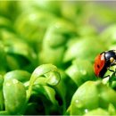 싱싱과일야채 이미지