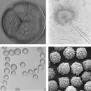 Re: 아스퍼길루스 플라부스 Aspergillus flavus: the major producer of aflatoxin 이미지