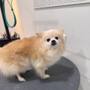 살랑애견미용실 | "오늘 기분은 좀 어때요?" 빨리 끝내는 미용보다 눈맞춤을 먼저 하는 곳, 대구애견미용 '슈슈네' 감동 후기