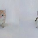 천안고양이 분양 퍼스트캣 본점 이미지