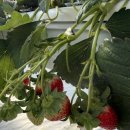 하루농장 | 여주 하루딸기농장 체험 후기