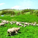 노송목장 이미지