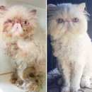 미모고양이 이미지
