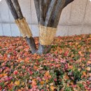 그때 그 사람(심수봉) 이미지