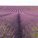 사항농장 이미지