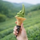 파란나라어린이집 | 전남 가볼만한곳 인생샷 성지 보성 녹차밭 대한다원 전망대까지!