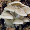 땅찌버섯 & 흰굴뚝버섯 이미지