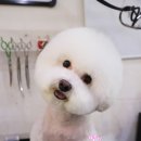 딸기애견미용실 이미지