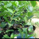 선우농장3 이미지